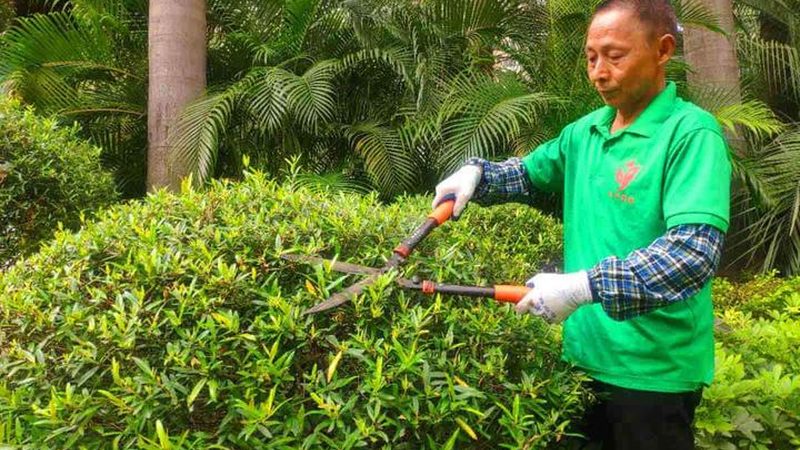 成都草坪修剪高度规范解析