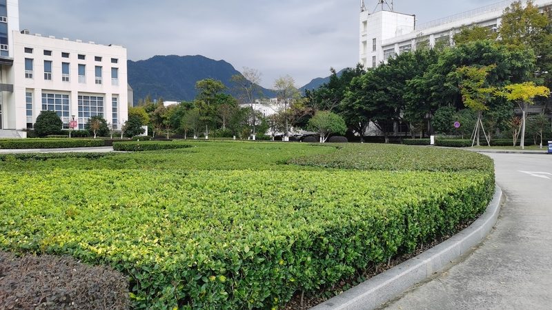 商场花卉租摆，养护细节决定成败**